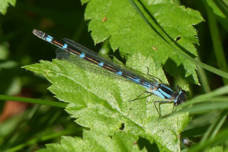 Boreal Bluet or Northern Bluet Enallagma annexum or boreale
