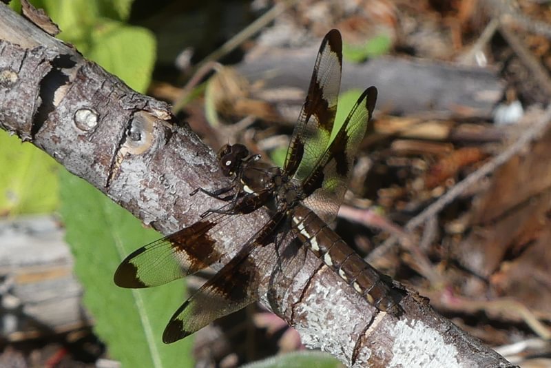 Common Whitetail Plathemis lydia female