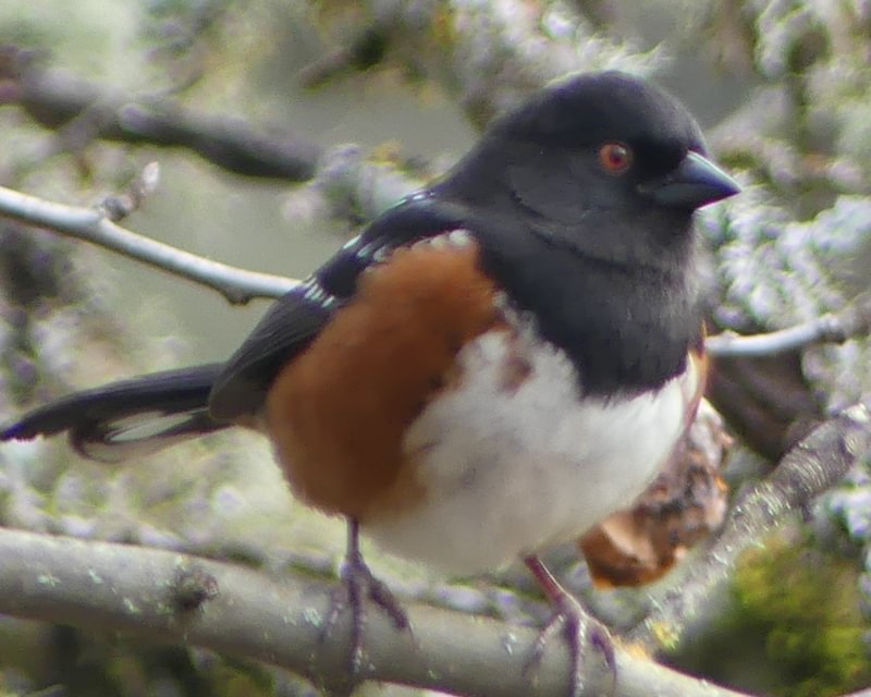 Spotted Towhee cz trail pisgah scappoose oregon