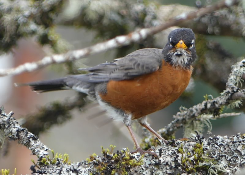 American Robin cz trail pisgah scappoose oregon