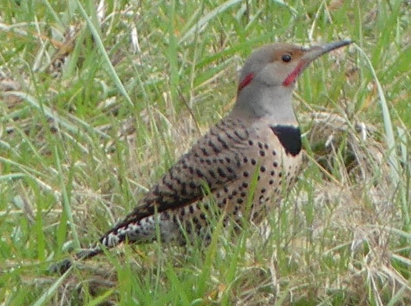 northern flicker cz trail pisgah scappoose oregon
