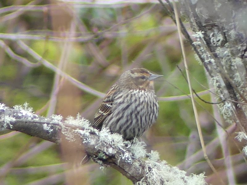 Red-winged Blackbird (female) cz trail pisgah scappoose oregon