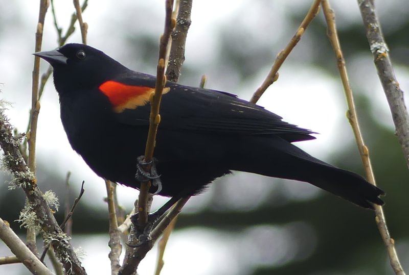 Red-winged Blackbird cz trail pisgah scappoose oregon