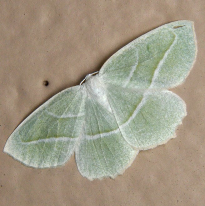 Pale Beauty Campaea perlata moth columbia county northwest oregon