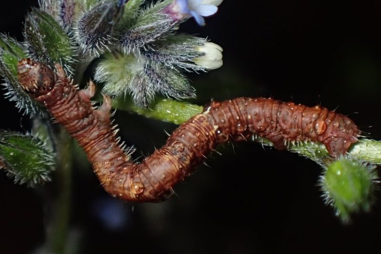 Pale Beauty larva Campaea perlata columbia county northwest oregon