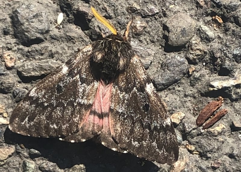 Pandora Pinemoth Coloradia pandora columbia county northwest oregon