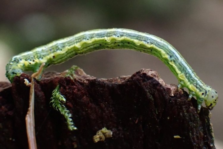 Phantom Hemlock Looper larva Nepytia phantasmaria caterpillar columbia county northwest oregon