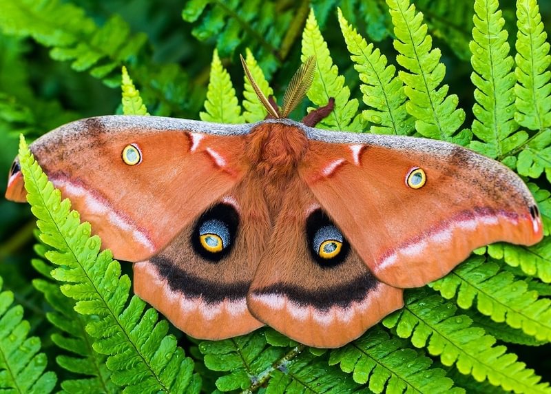Polyphemus Moth Antheraea polyphemus columbia county northwest oregon