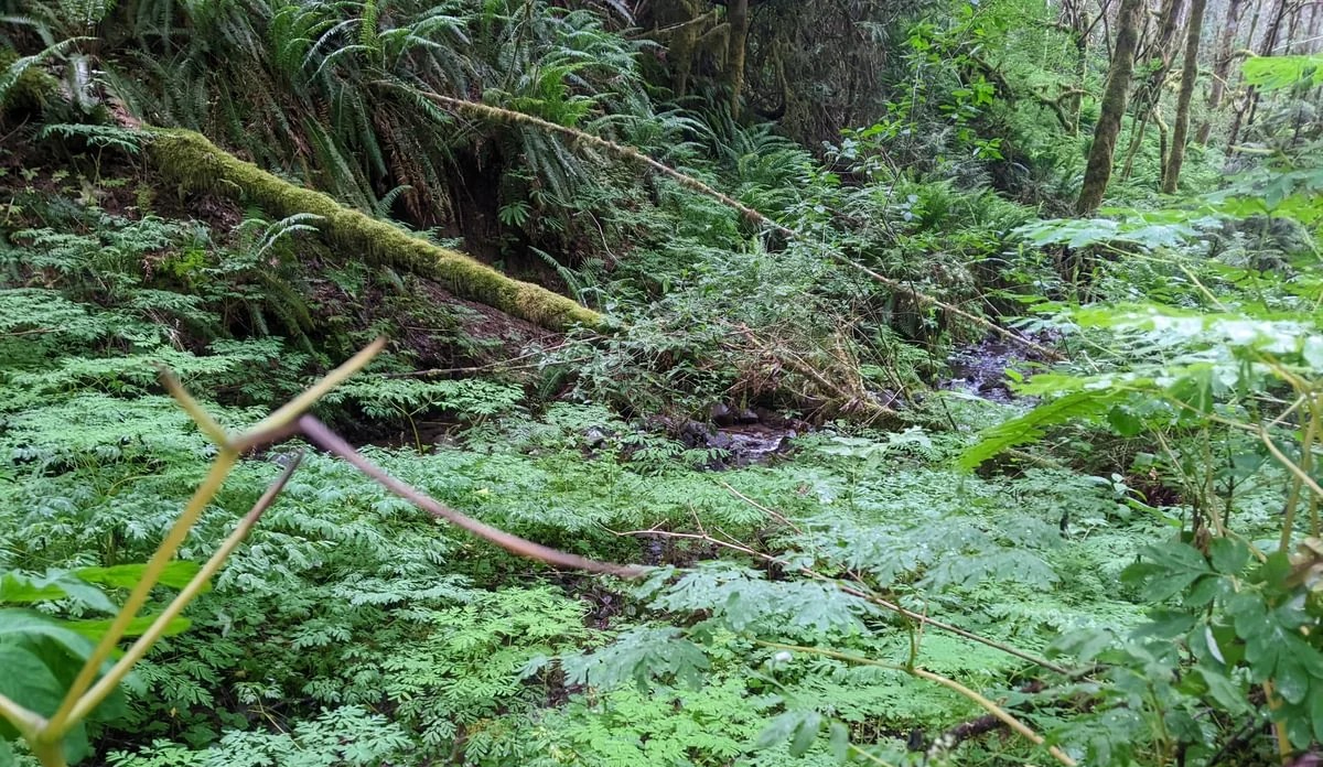 creek scout lake entrance