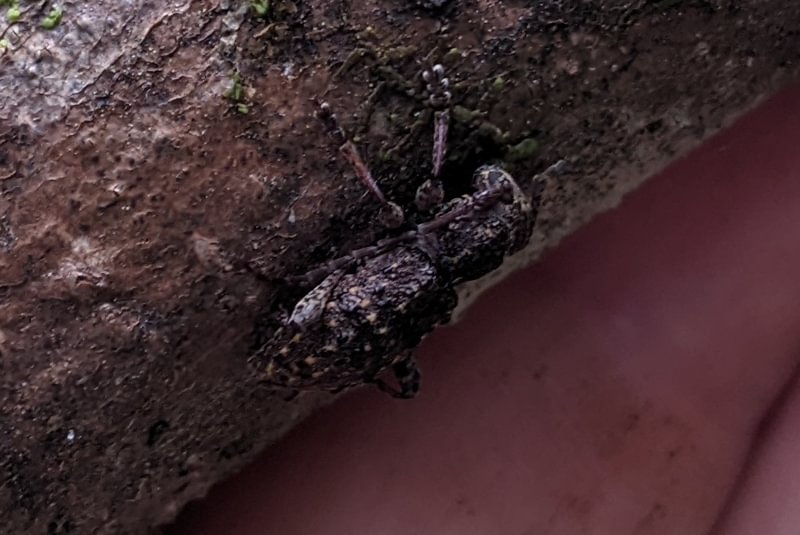 Thorn-tailed Longhorn Beetle Plectrura spinicauda