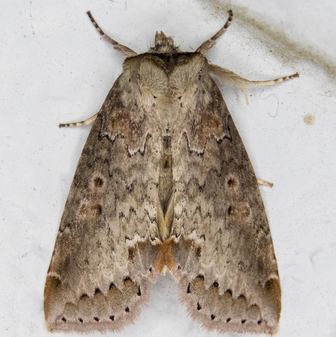 Tufted Thyatirine Pseudothyatira cymatophoroides columbia county moth northwest oregon