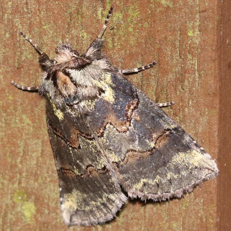 Unexpected Thyatirine moth Ceranemota improvisa columbia county northwest oregon