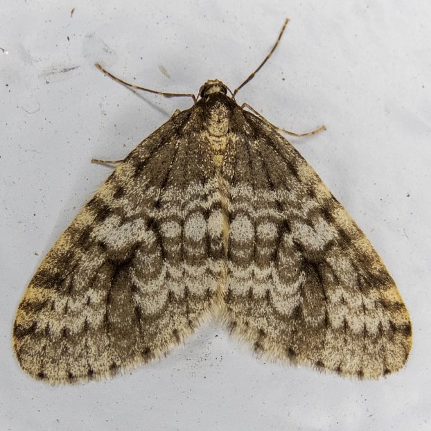Western Bruce Spanworm Operophtera occidentalis moth columbia county northwest oregon