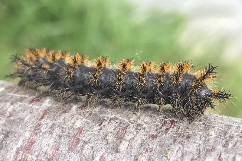 Western Sheep Moth larva Hemileuca eglanterina