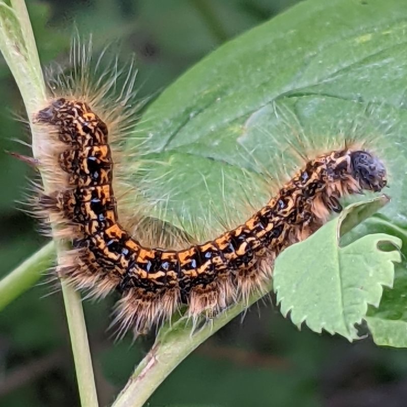 Western Tent Caterpillar Moth Malacosoma californica larva columbia