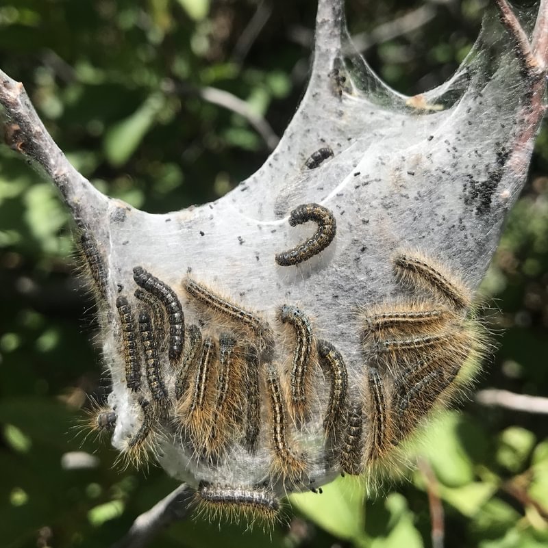 Western Tent Caterpillar Moth web Malacosoma californica larva columbia county northwest oregon