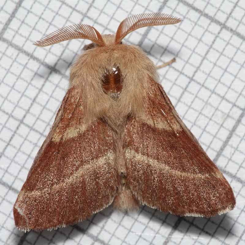 Western Tent Caterpillar Moth Malacosoma californica larva columbia county northwest oregon