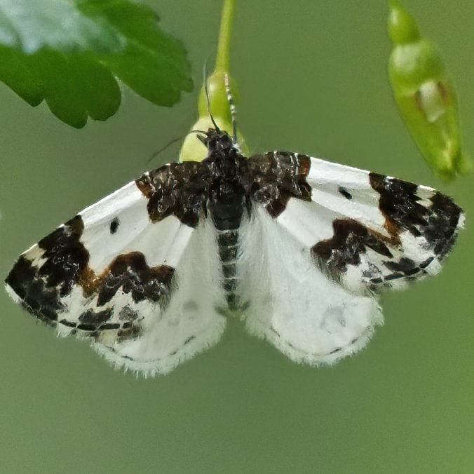 Western White-Ribboned Carpet Mesoleuca gratulata moth columbia county northwest oregon