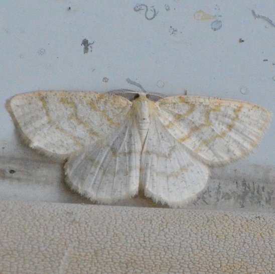 Yellow-dusted Cream Moth Cabera erythemaria columbia county northwest oregon