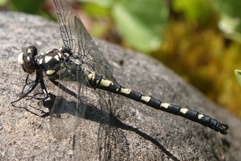 Black Petaltail Tanypteryx hageni