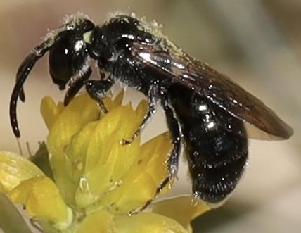 Spined Little Carpenter Bee Ceratina acantha oregon northwest st. helens scappoose columbia county