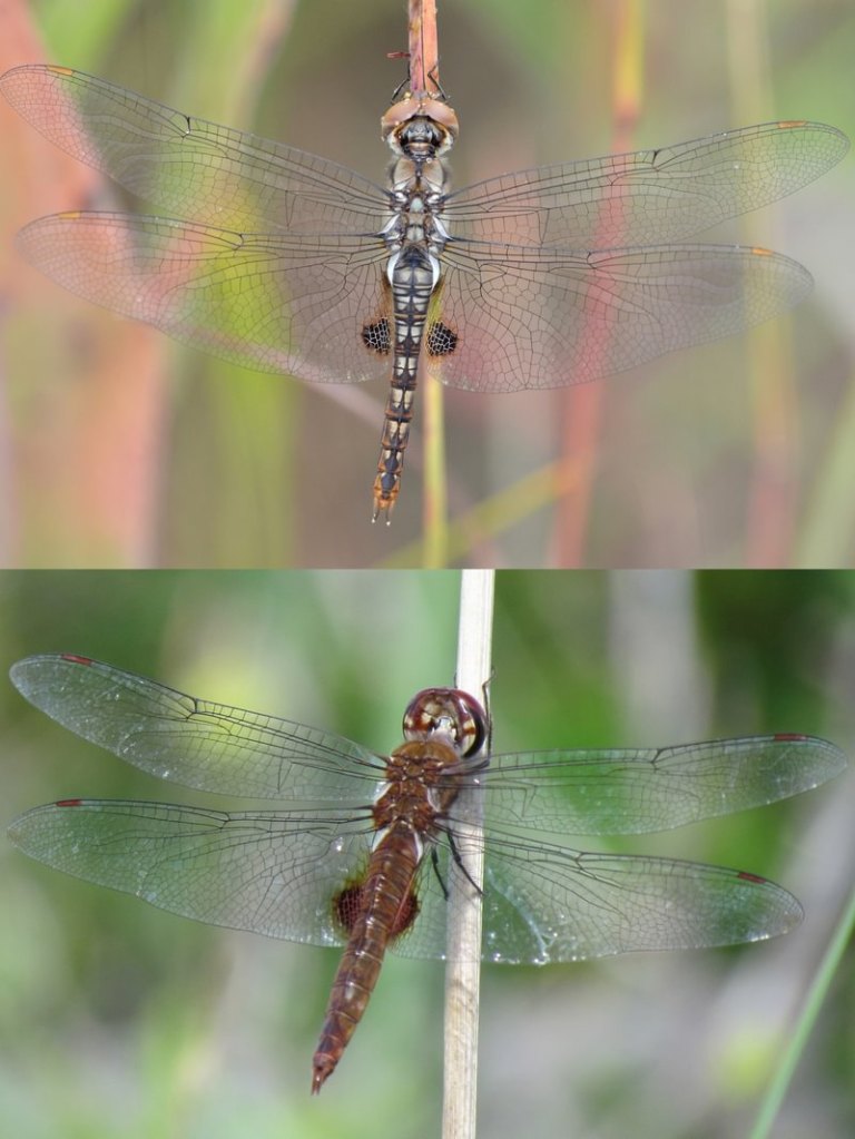 Spot-winged Glider Pantala hymenaea dragonfly columbia county northwest oregon