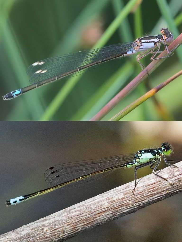 Pacific Forktail Ischnura cervula damselfly scappoose st. helens vernonia rainier clatskanie columbia county northwest oregon