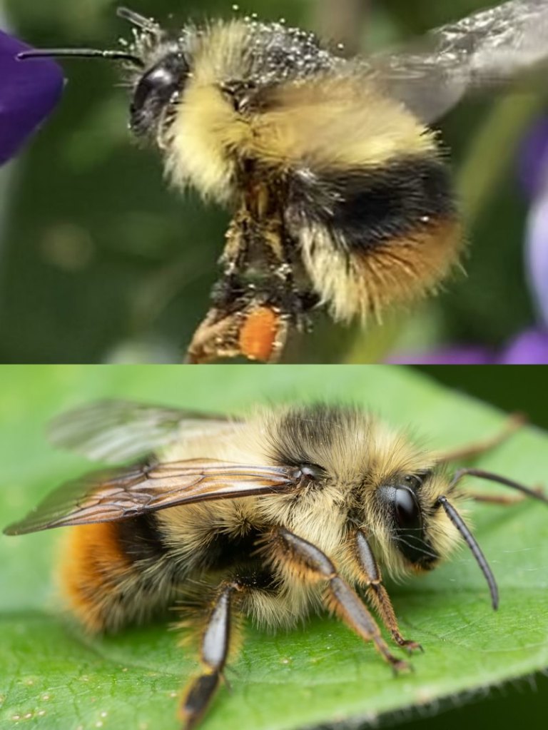 Fuzzy-Horned Bumble Bee Bombus mixtus scappoose rainier clatskanie st. helens vernonia northwest oregon columbia county