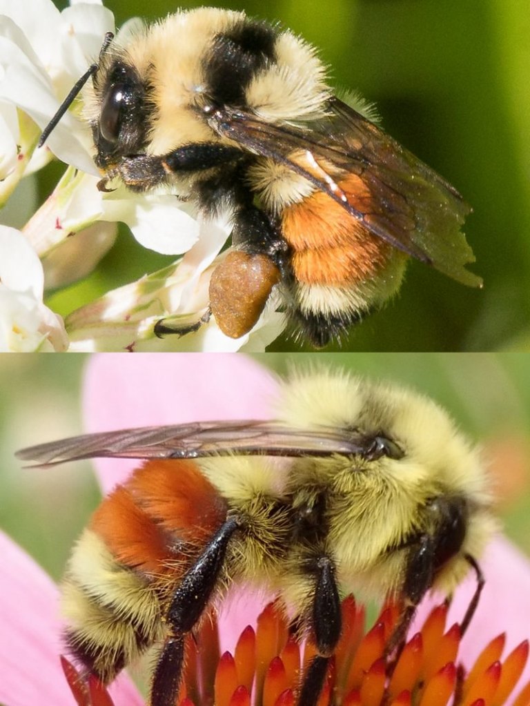 Hunt's Bumble Bee Bombus huntii western oregon st. helens scappoose vernonia clatskanie rainier columbia county