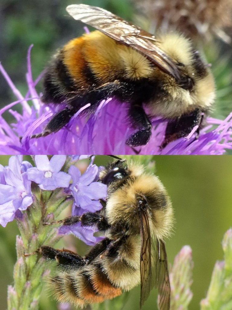 Red-belted bumble bee Bombus rufocinctus rainier clatskanie vernonia scappoose st. helens northwest oregon columbia county