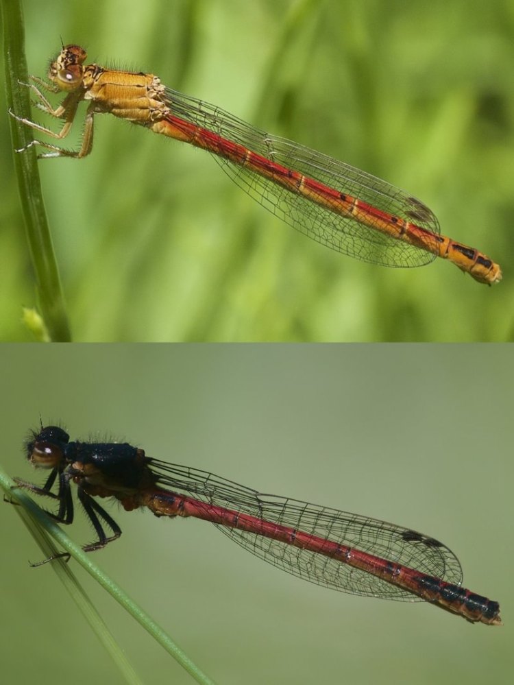 Western Red Damsel Amphiagrion abbreviatum damselfly vernonia columbia county scappoose st. helens clatskanie rainier northwest pacific oregon
