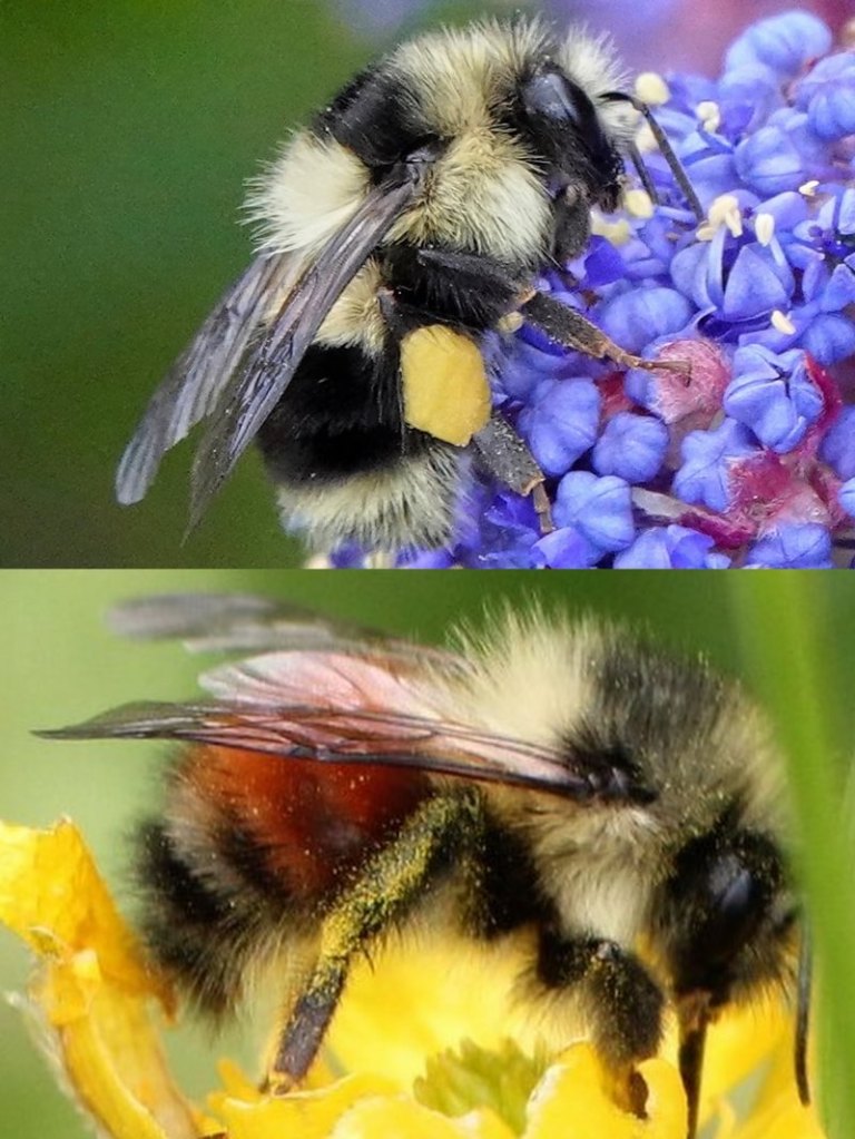 Black-tailed Bumble Bee Bombus melanopygus columbia county northwest oregon st. helens scappoose vernonia clatskanie rainier