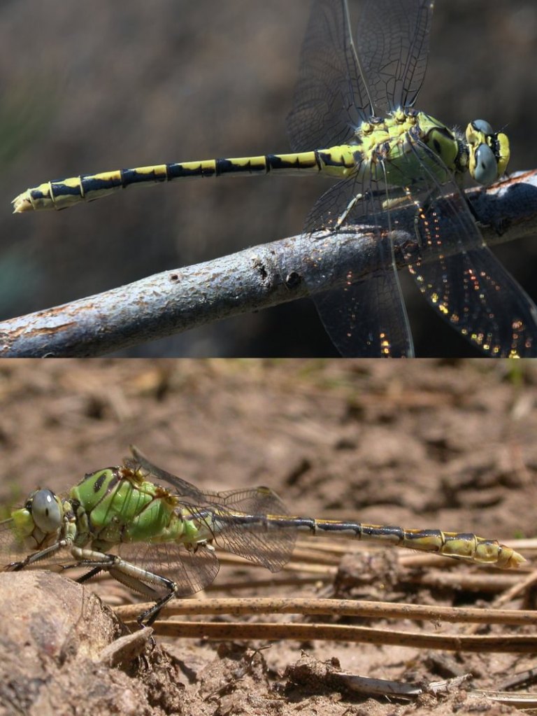 Pale Snaketail Ophiogomphus severus clubtail dragonfly columbia county northwest oregon