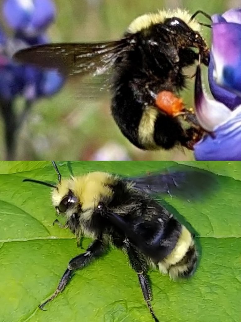 Yellow-faced Bumble Bee Bombus vosnesenskii columbia county bumblebee northwest oregon st. helens scappoose vernonia clatskanie rainier pacific
