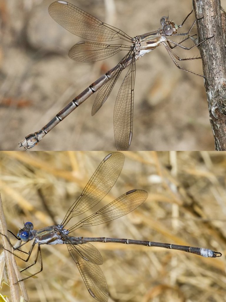 California Spreadwing Archilestes californicus damselfly vernonia scappoose rainier clatskanie st. helens oregon columbia county northwest pacific