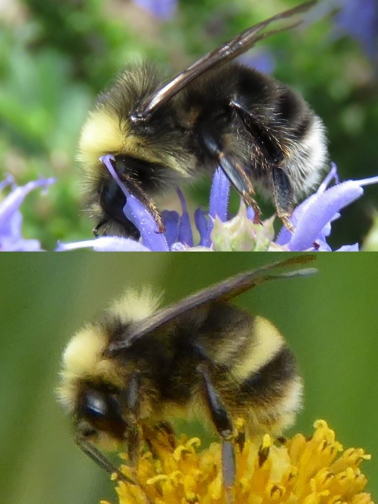 Western Bumble Bee Bombus occidentalis columbia county bumblebee northwest oregon st. helens scappoose vernonia clatskanie rainier pacific
