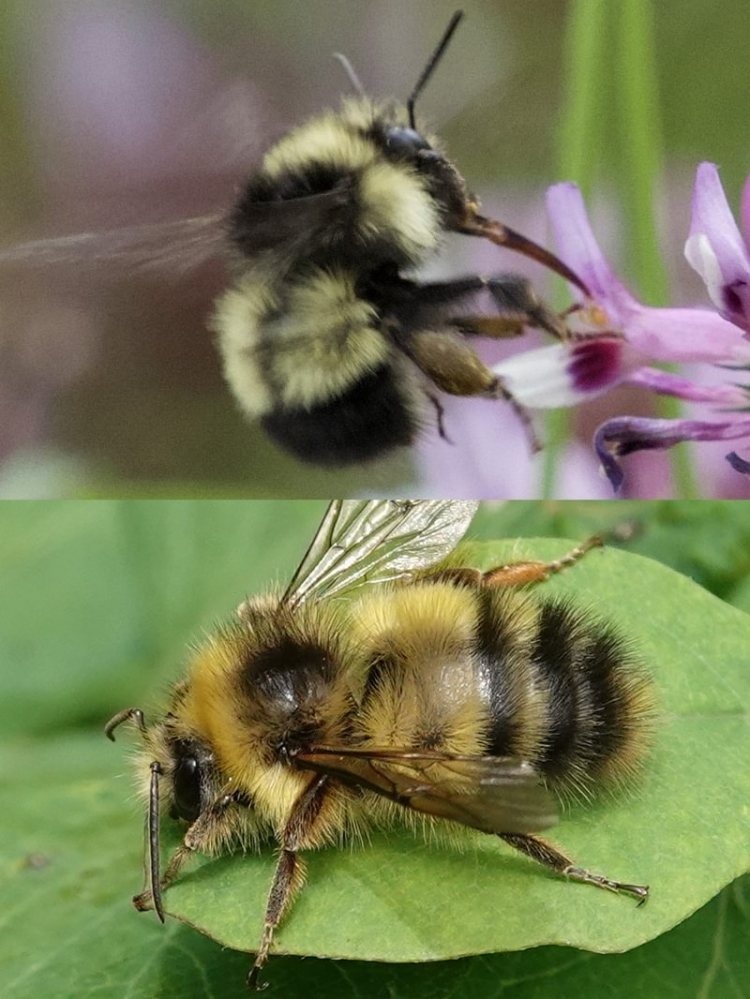 Sitka Bumble Bee Bombus sitkensis columbia county clatskanie rainier vernonia scappoose st. helens pacific northwest oregon