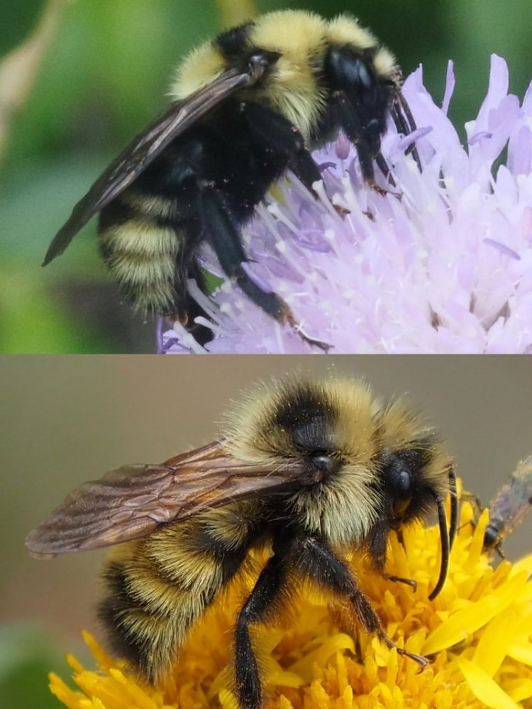 Indiscriminate Cuckoo Bumble Bee Bombus insularis vernonia clatskanie rainier st. helens scappose columbia county northwest oregon pacific