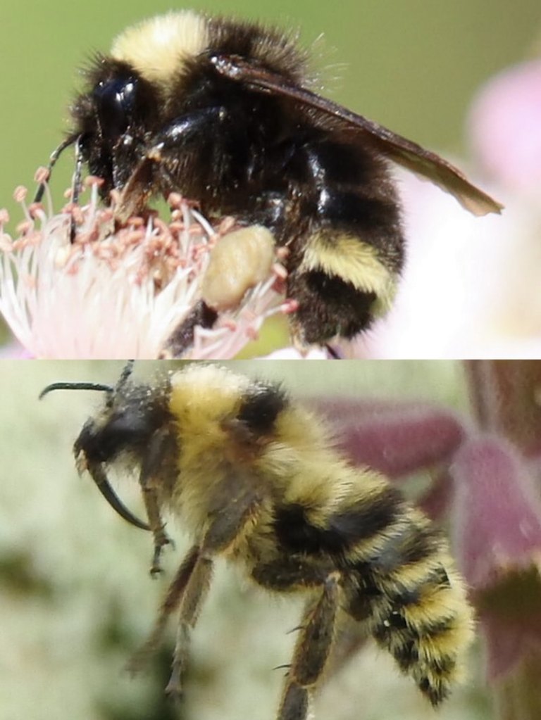 California Bumble Bee Bombus californicus columbia county western oregon st. helens scappoose vernonia clatskanie rainier