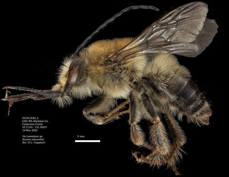 Edwards's Long-horned Bee Eucera edwardsii columbia county scappoose st. helens vernonia rainier clatskanie oregon