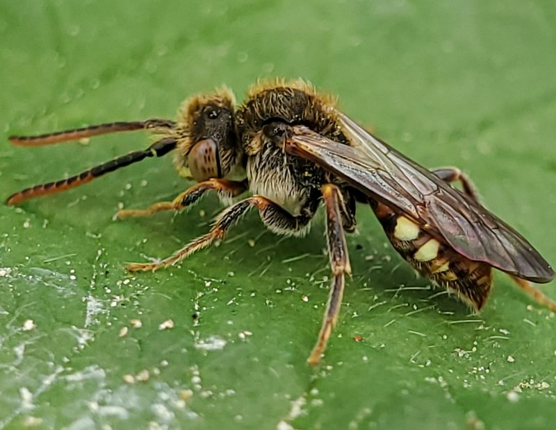 Nomad Bees Nomada sp. columbia county northwest oregon