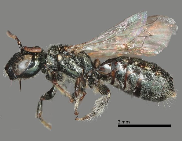 Tiny Little Carpenter Bee Ceratina nanula columbia county northwest oregon