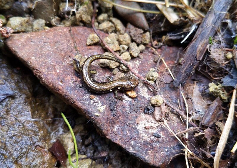Dunn's Salamander fox creek rainier oregon columbia county