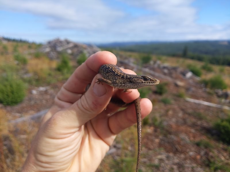 kauppi lake olympic resource management burn road