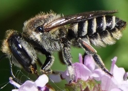 Alfalfa Leafcutter Bee Megachile rotundata columbia county northwest oregon sauvie island scappoose