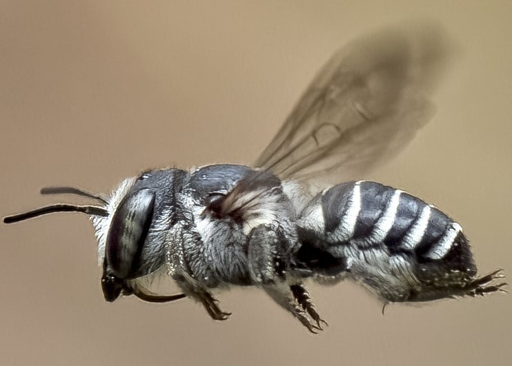 Apical Leafcutter Bee Megachile apicalis scappoose
