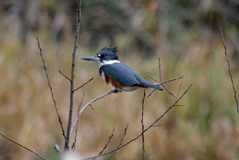 Belted Kingfisher fox creek rainier oregon columbia county