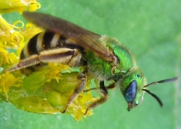 Bicolored Striped Sweat Bee Agapostemon virescens