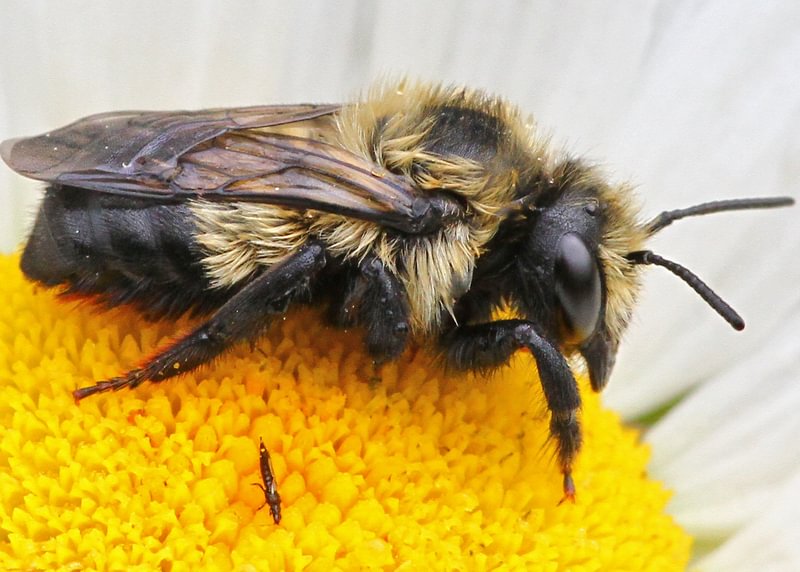Black-and-gray Leafcutter Bee Megachile melanophaea columbia county northwest oregon st. helens scappoose vernonia rainier clatskanie