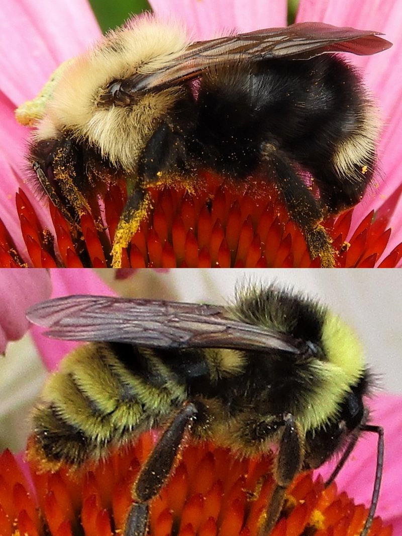 Yellowish Cuckoo Bumble Bee Bombus flavidus